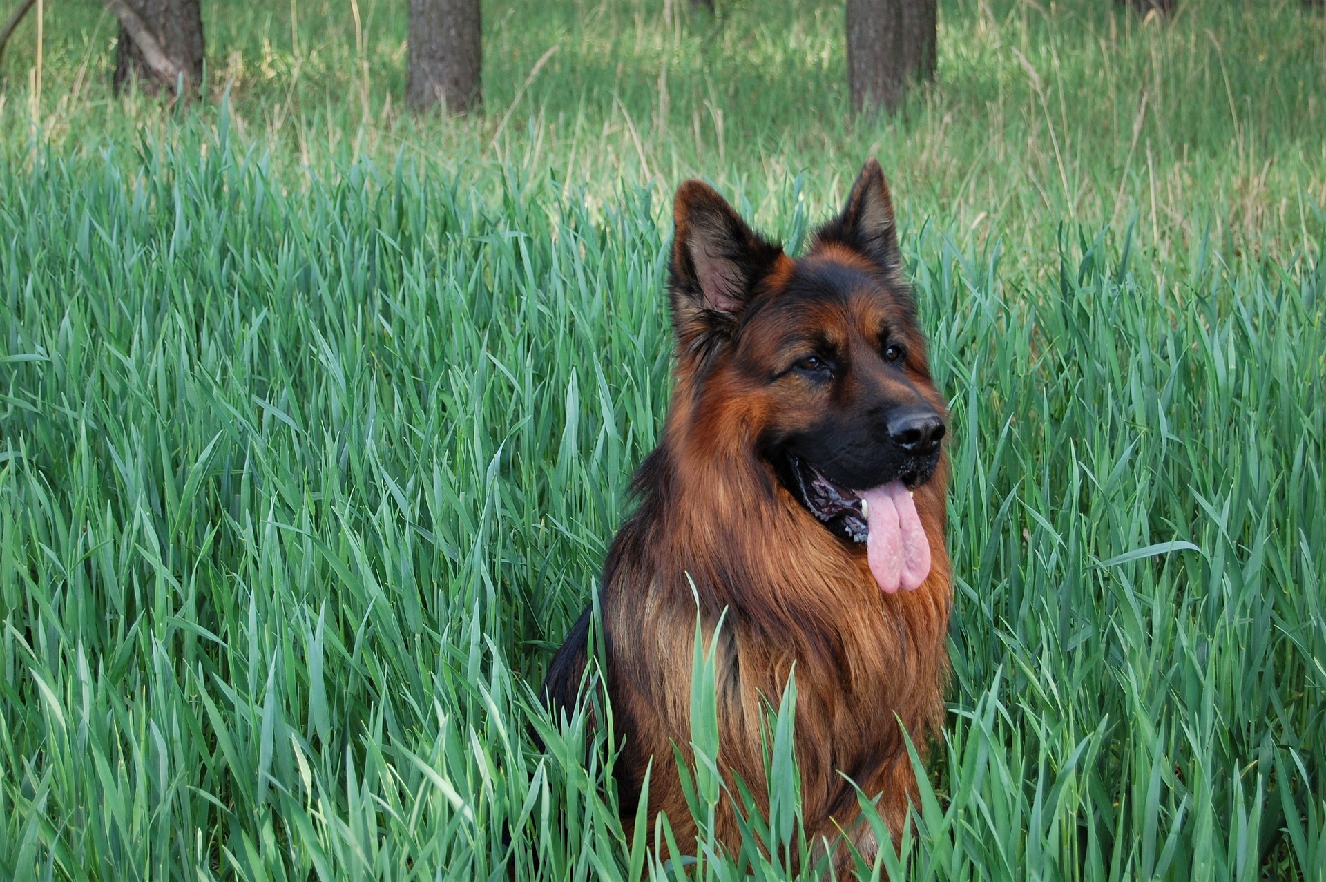 shepherd-dog-long-haired-g08407984d_1920.jpg